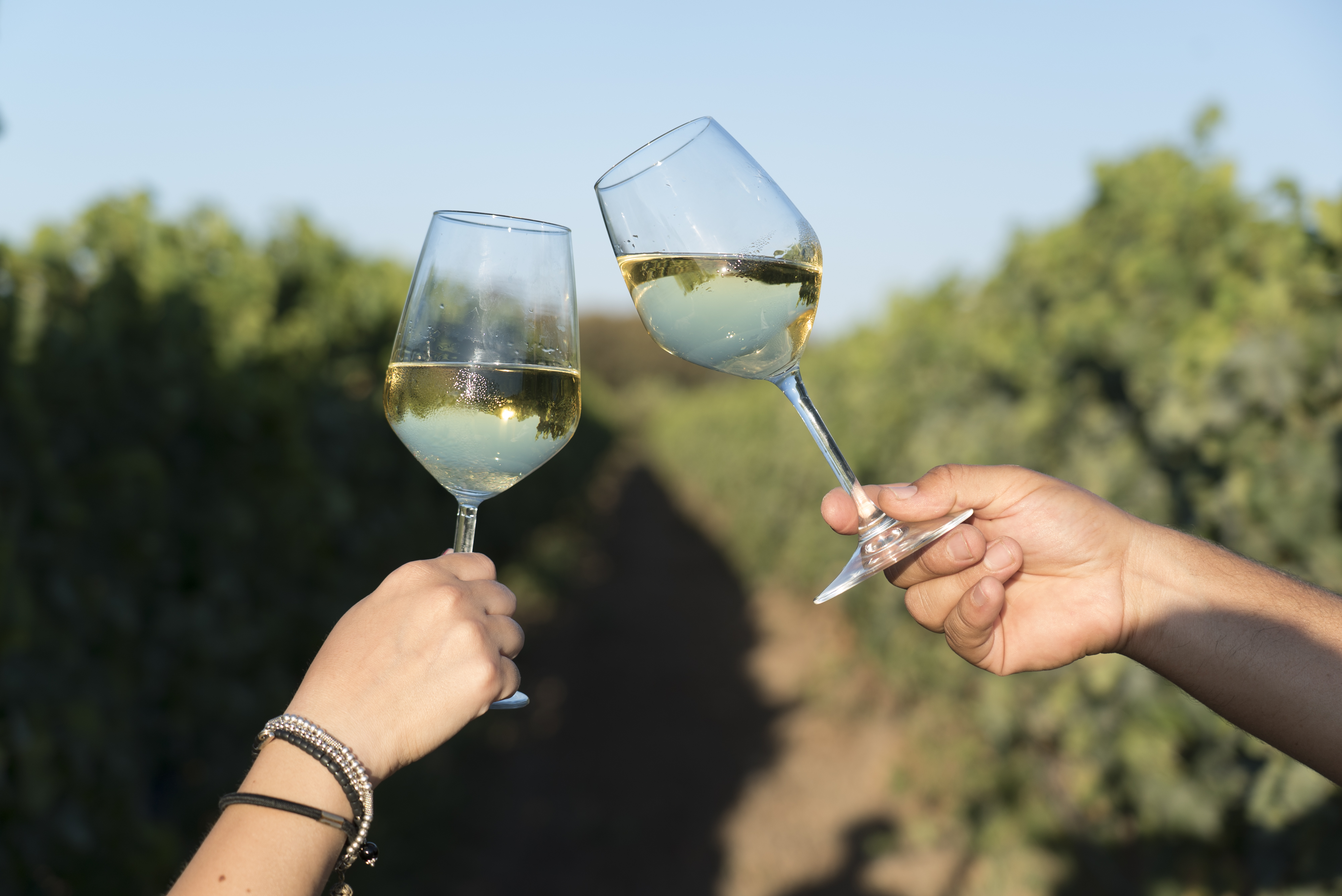 Degustazione di Vini a Is Cheas Is Cheas