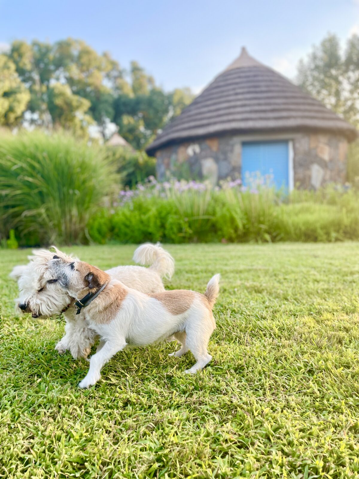 Pet friendly hotel Sardinia Is Cheas Pets luxury vacation