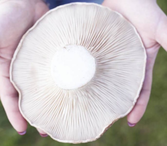 Funghi Is Cheas