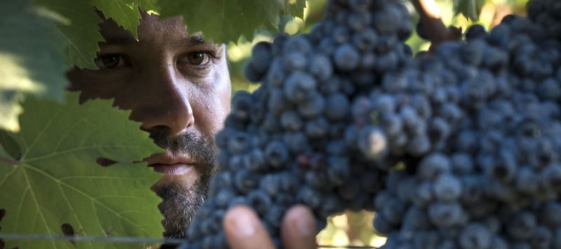 Wine Production Sardinia Farm Is Cheas Hotel